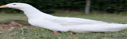 Ducks poultry for sale: Pekin ducks for sale  - Advert 2
