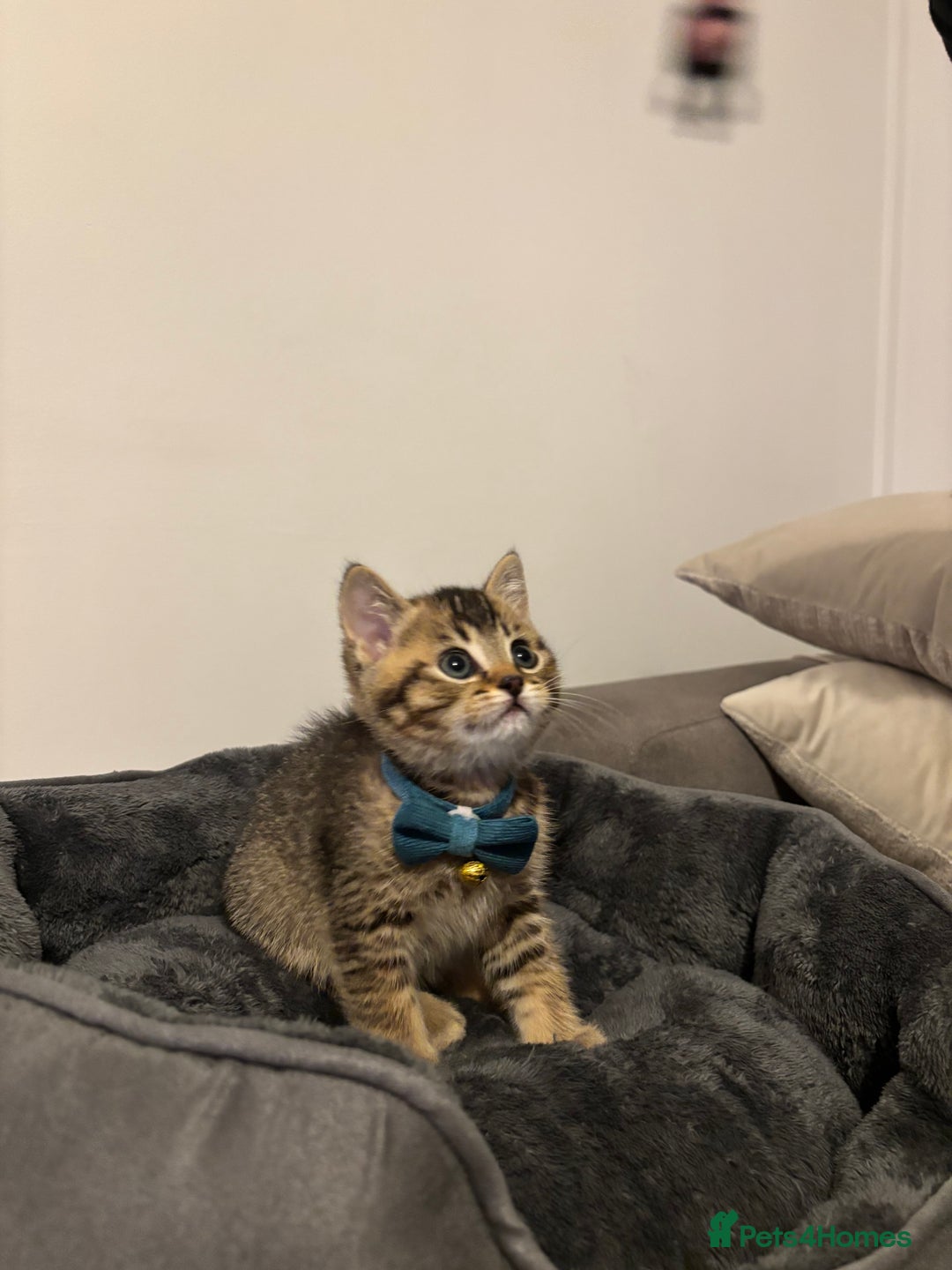 British Shorthair cats for sale: 4 adorable kittens looking for a new home  - Advert 11