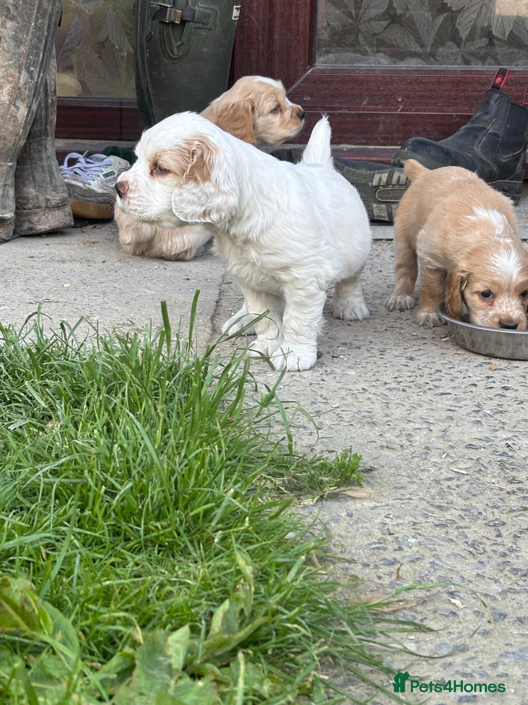 Mixed Breed dogs for sale: Clumber x Cocker Puppies  in Warminster - Image 16