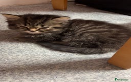 Persian cats for sale: 2 loving Persian Kittens for sale  - Image 11