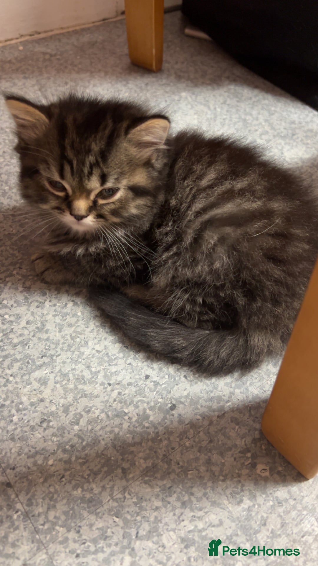 Persian cats for sale: 2 loving Persian Kittens for sale  - Image 11