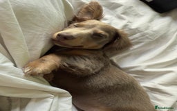 Miniature Dachshund dogs for sale: Miniature dachshund  - Image 5