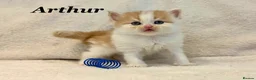 Persian cats for sale: Six absolutely stunning Persian Kittens - Advert 19