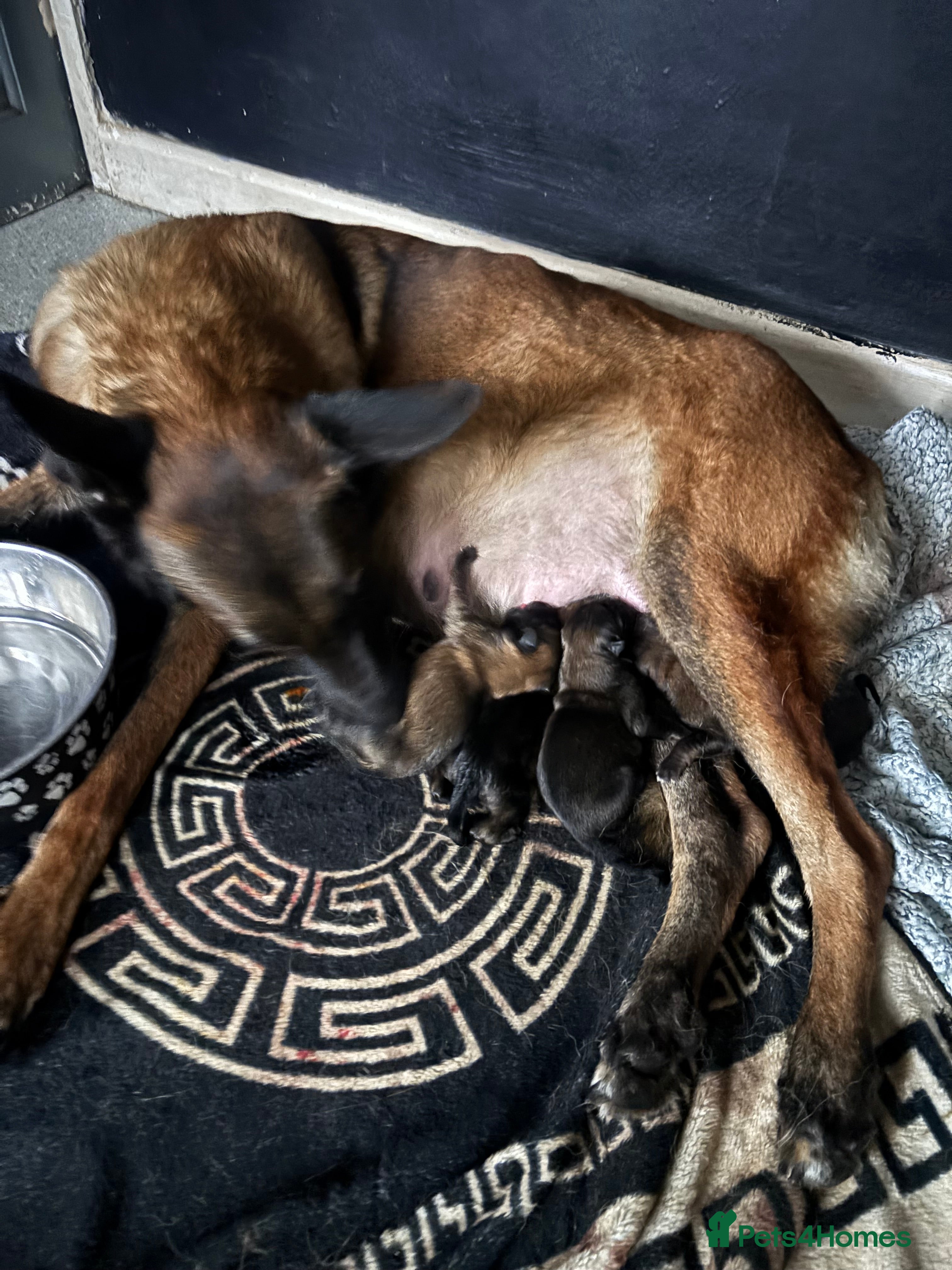 Belgian Shepherd Dog dogs Belgian malinios puppies - Advert 9