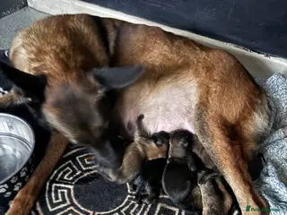 Belgian Shepherd Dog dogs Belgian malinios puppies - Advert 9