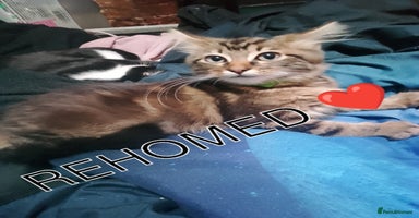 Ragdoll cats - Advert 10