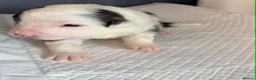 Border Collie dogs for sale: Outstanding Border Collie Puppies - Advert 7
