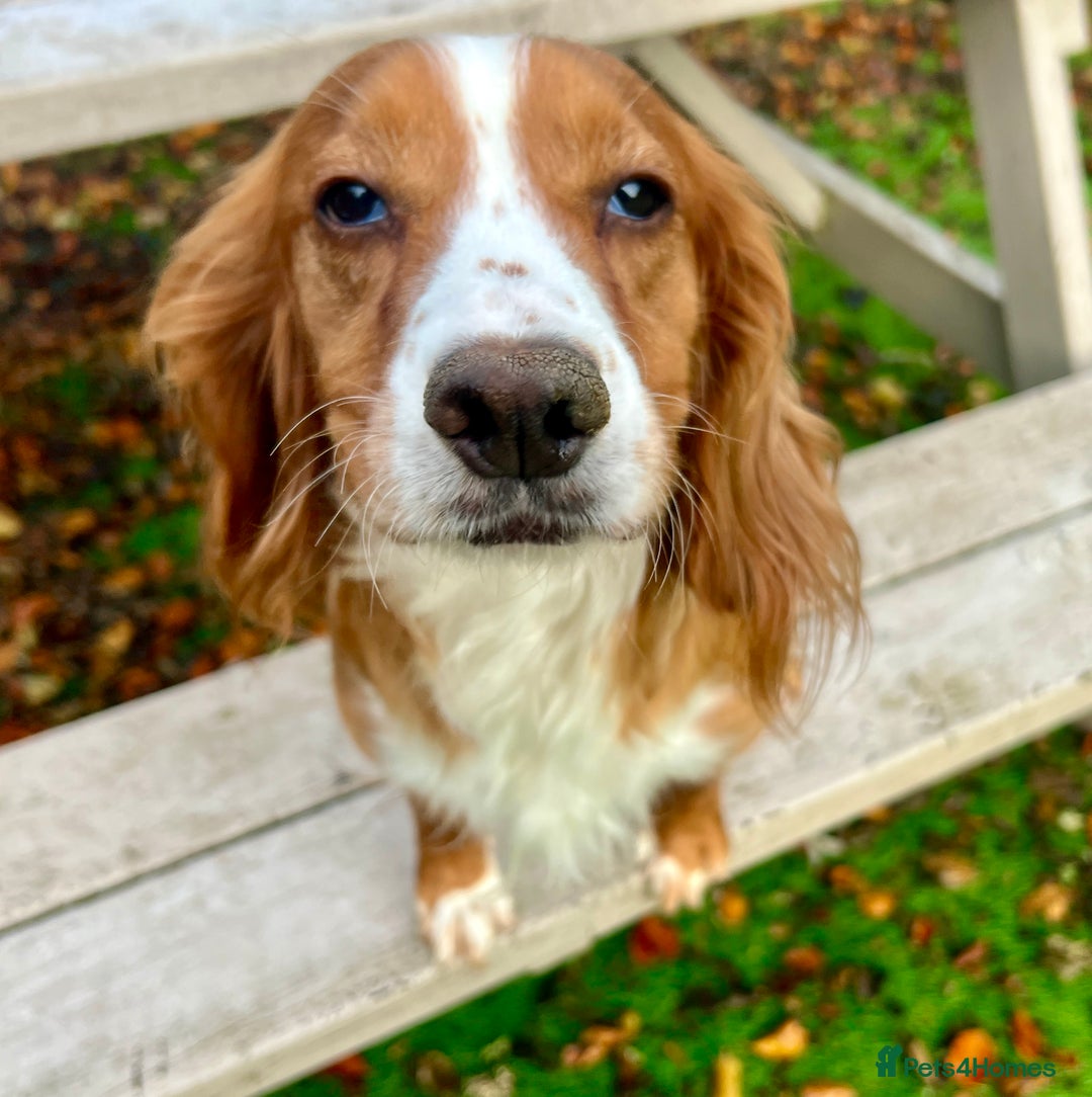 Cockapoo dogs for sale: Stunning F1 Cockapoo  - Advert 4