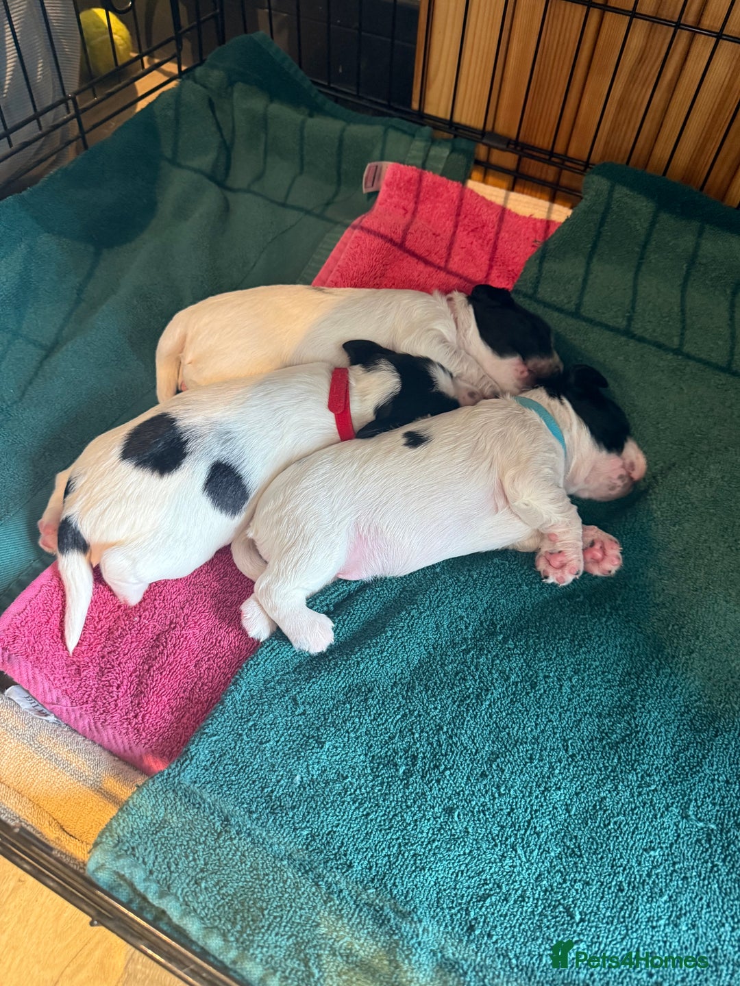 Sprocker dogs for sale: Beautiful Chunky Sprocker Pups - Image 2