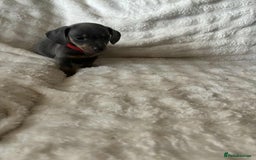 Miniature Dachshund dogs for sale: Miniature Dachshund puppies - Image 9