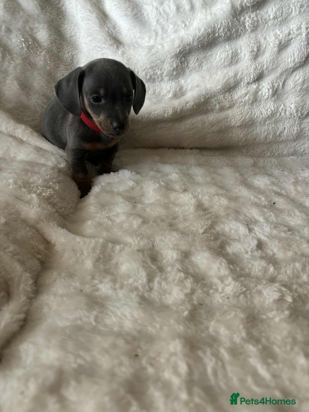 Miniature Dachshund dogs for sale: Miniature Dachshund puppies - Image 9