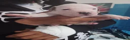 Staffordshire Bull Terrier dogs for sale: Adorable puppy for Staffordshire Bull Terrier - Advert 19