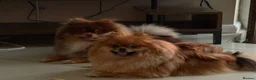 Pomeranian dogs for sale: KC reg True teddybear Pom puppies RARE colours! in Weymouth - Advert 3