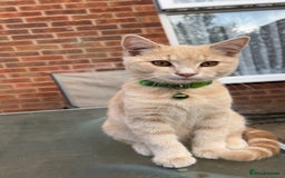 British Longhair cats for sale: X2 7 month old male kittens - Advert 6