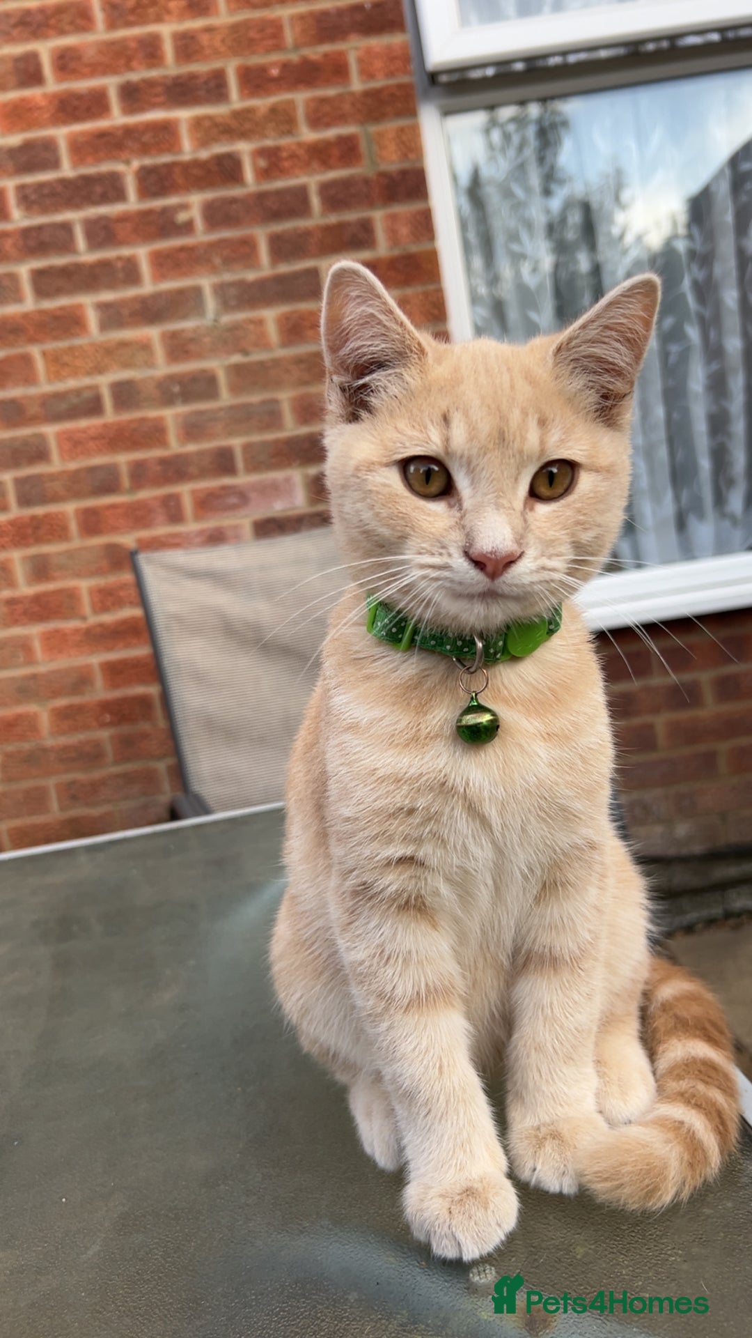 British Longhair cats for sale: X2 7 month old male kittens - Advert 6