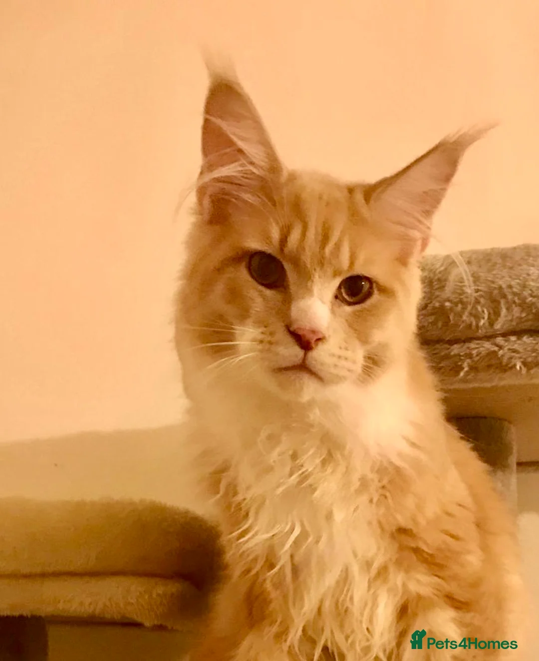 Maine Coon cats for sale: Maine coon xl - Advert 1