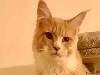 Maine Coon cats Maine coon xl - Advert 1