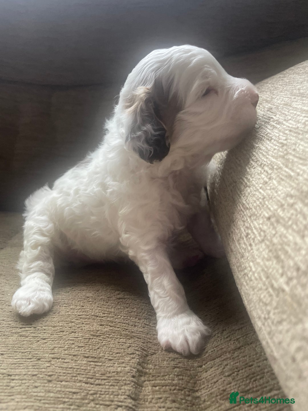 Cockapoo dogs for sale: F1b cockapoo puppies ready now - Advert 38