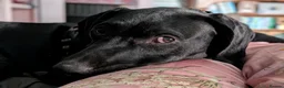 Mixed Breed dogs for sale: Bruno is a rotweiler/lurcher x Spaniel - Advert 5