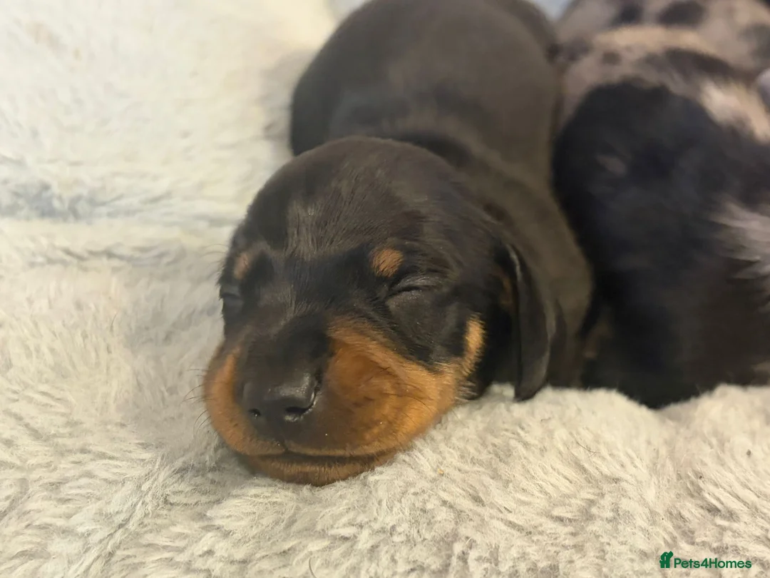 Miniature Dachshund dogs for sale: Kennel Club Miniature Dachshunds ready 23rd May - Advert 10