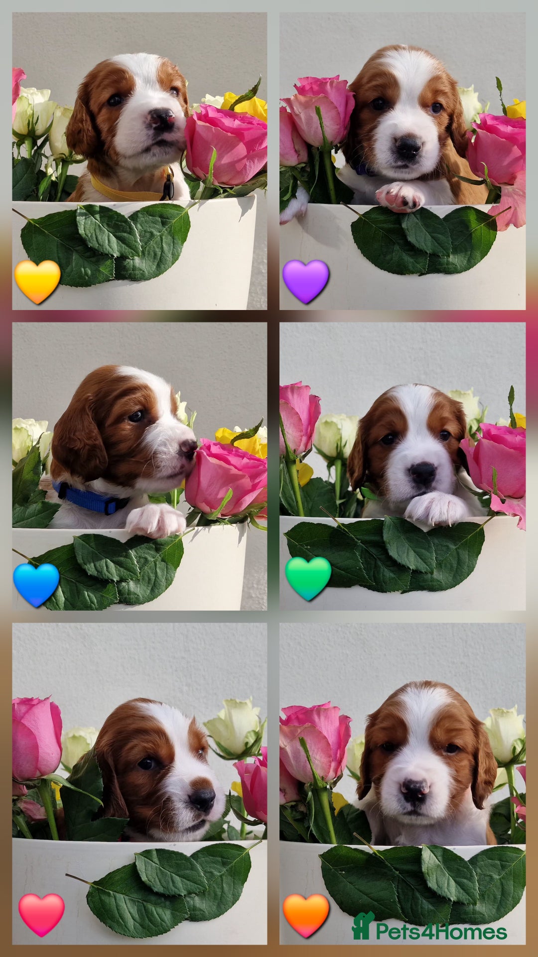 Welsh Springer Spaniel dogs for sale: Quality Welsh Springers | Exceptional homes only. - Advert 9