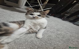 Mixed Breed cats for sale: Two inseparable kittens  - Image 8