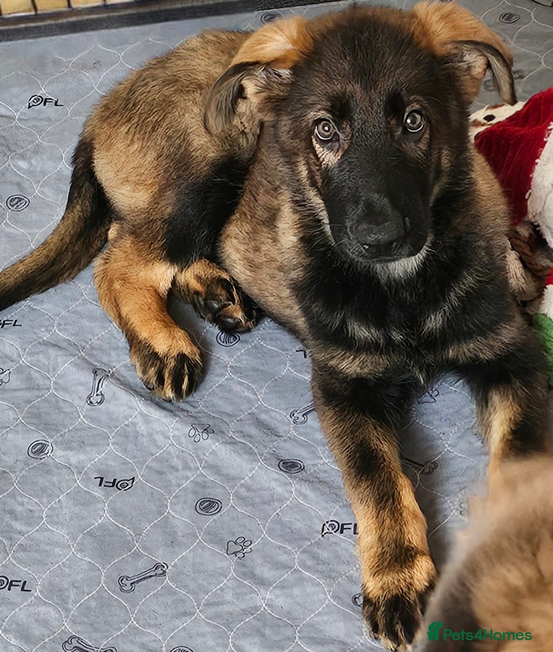 German Shepherd dogs for sale: 🔹️beautiful purebred straight back KC gsp's🔹️ - Image 5