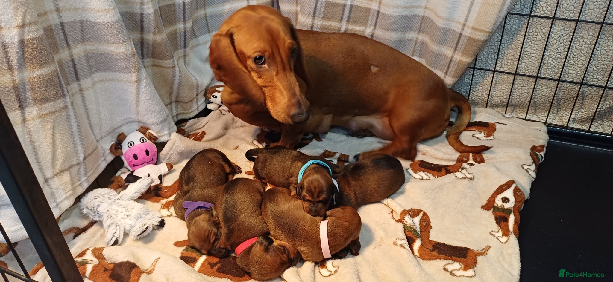 Dachshund dogs Beautiful KC registered smooth standard dachshund  - Advert 4