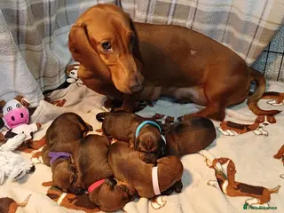 Dachshund dogs Beautiful KC registered smooth standard dachshund - Advert 8