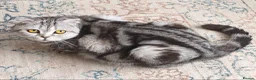 Scottish Fold cats for sale: Last Scottish Straight Silver Tabby Boy Available - Advert 27