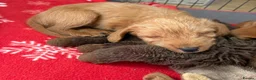 Labradoodle dogs for sale: Fully Health Tested F1 Miniature Labradoodles - Advert 3