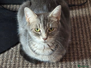 Scottish Fold cats - Advert 3