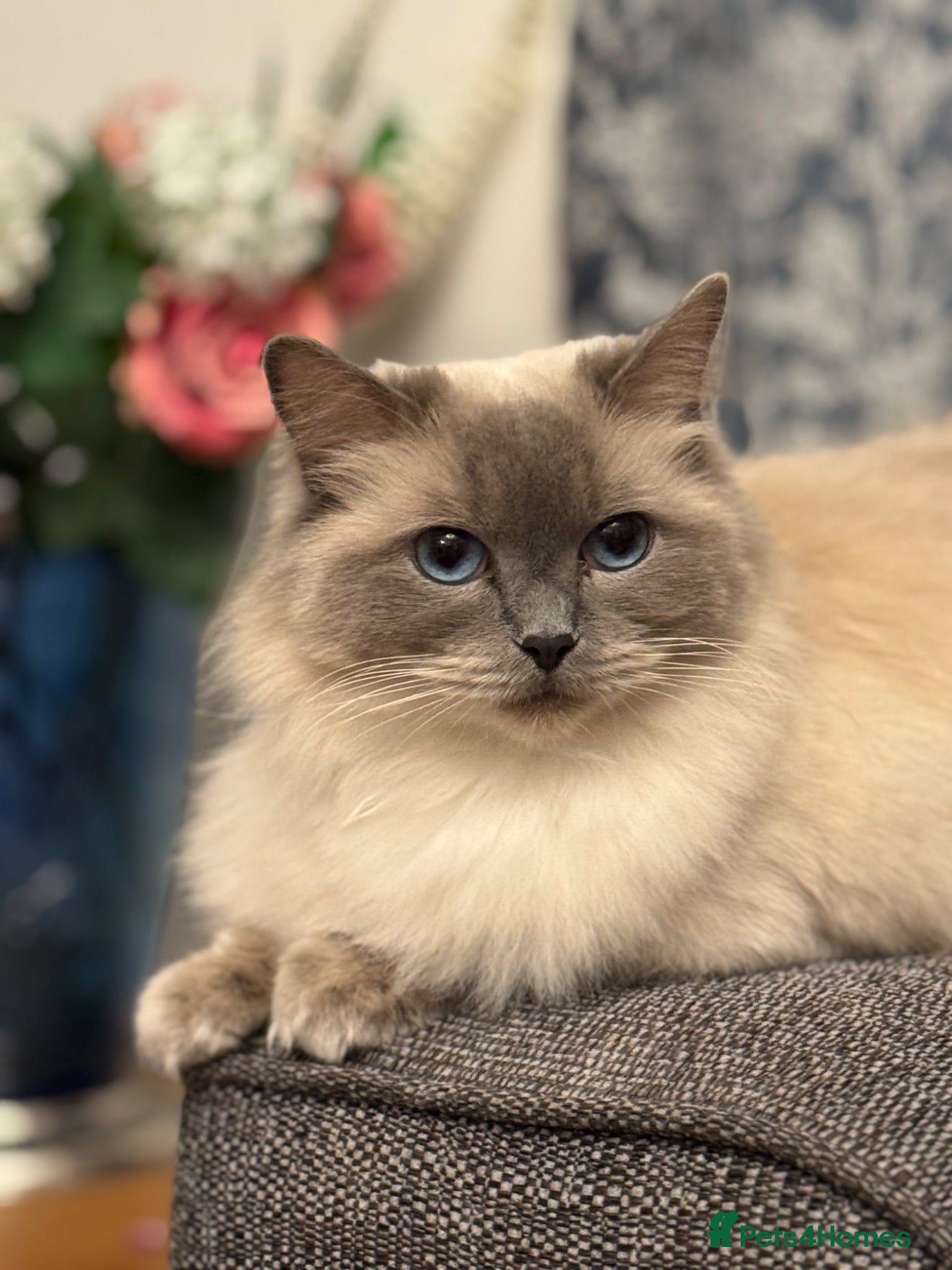 Ragdoll cats Stunning Bluepoint Ragdoll GCCF pedigree Kittens - Advert 2