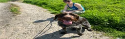 German Wirehaired Pointer dogs for adoption: German Wirehaired Pointer in York - Advert 1