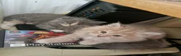 British Longhair cats for sale: BEAUTIFUL BRITISH LONGHAIR KITTENS in Runcorn - Advert 6