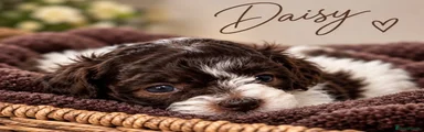 Daisy