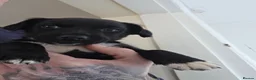 Patterdale Terrier dogs for sale: Patterdale puppies in Washington - Advert 2