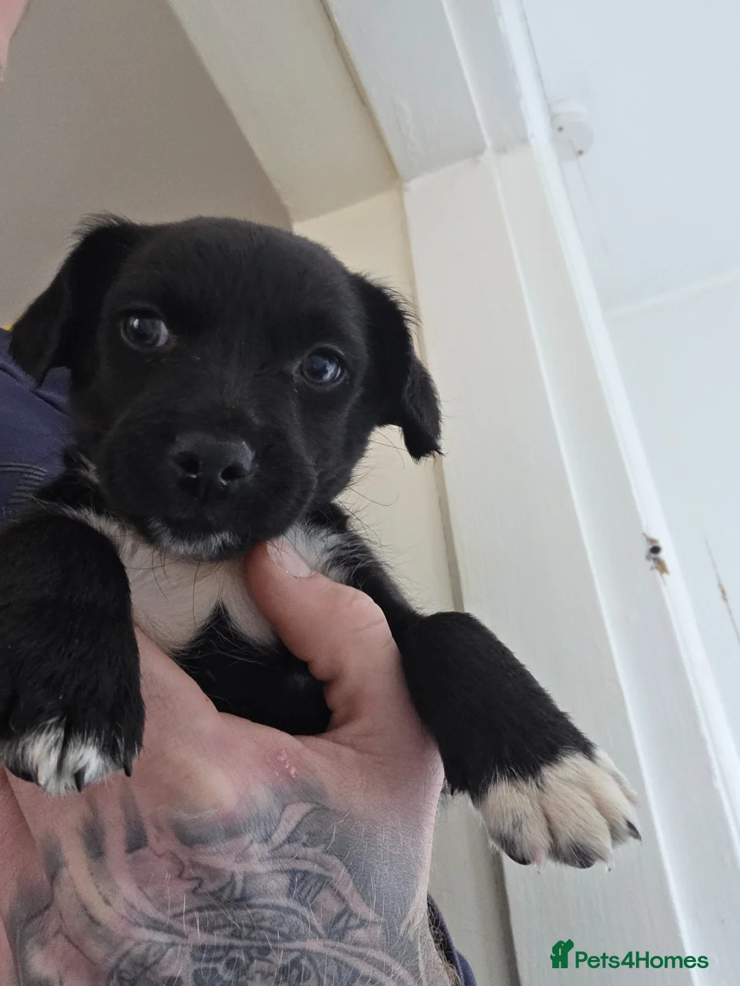 Patterdale Terrier dogs for sale: Patterdale puppies in Washington - Advert 2
