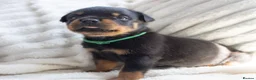 Rottweiler dogs for sale: Full KC Pedigree Rottweilers - Advert 5