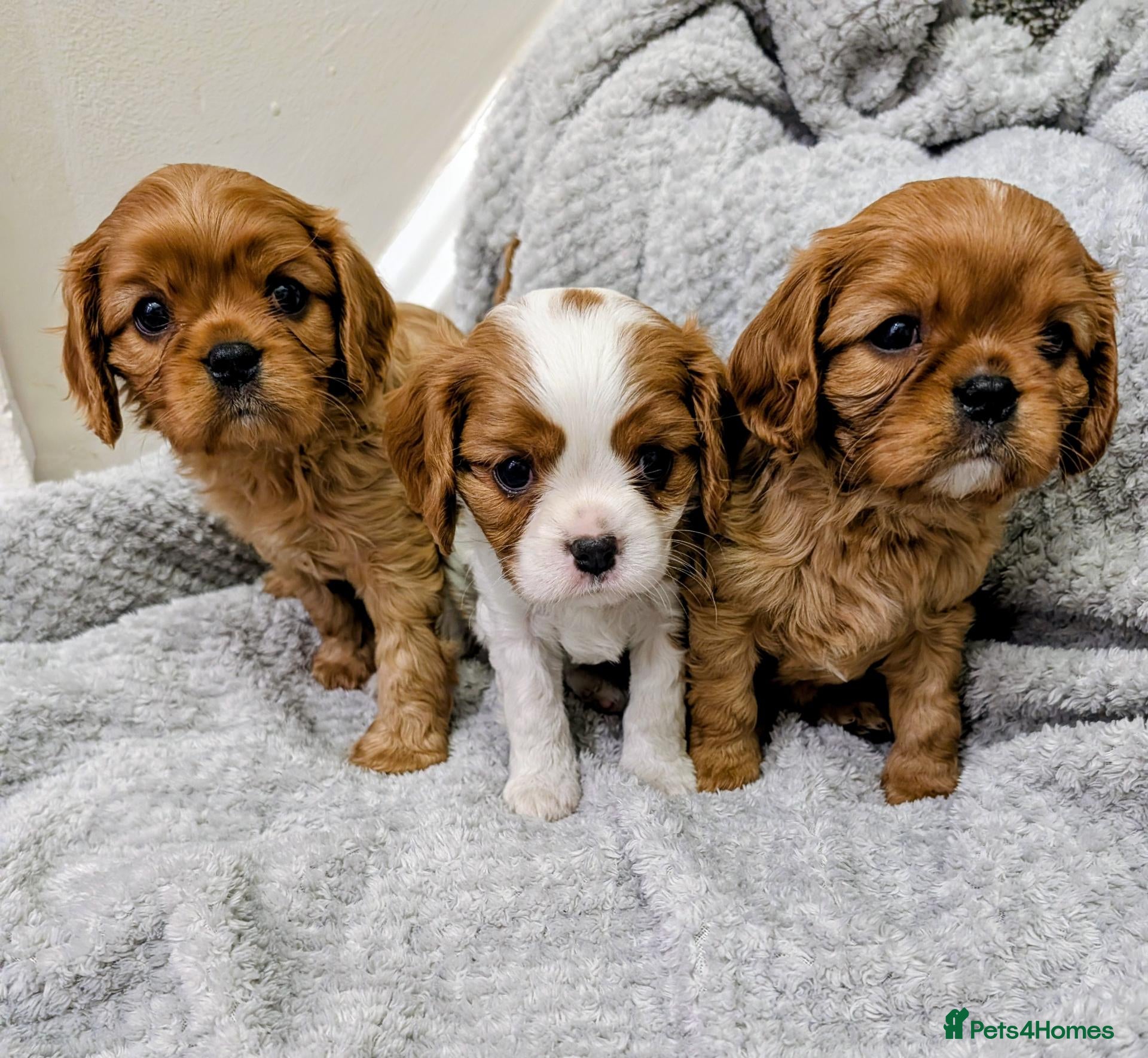 Cavalier King Charles Spaniel dogs 🌟 🐶 🐾 KC Health tested Cavalier Puppies🐾🐶🌟  - Advert 13