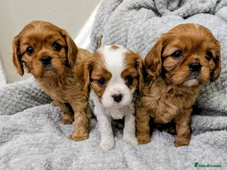 Cavalier King Charles Spaniel dogs 🌟 🐶 🐾 KC Health tested Cavalier Puppies🐾🐶🌟 - Advert 13
