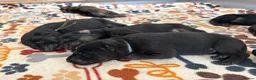 German Shepherd dogs for sale: German shepherd Puppies. KC REGISTERED  - Advert 9