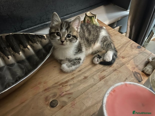 Mixed Breed cats Kittens looking for forever homes - Advert 1