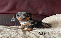 Miniature Dachshund dogs for sale: Stunning KC Registered Miniature Dashound  - Image 10