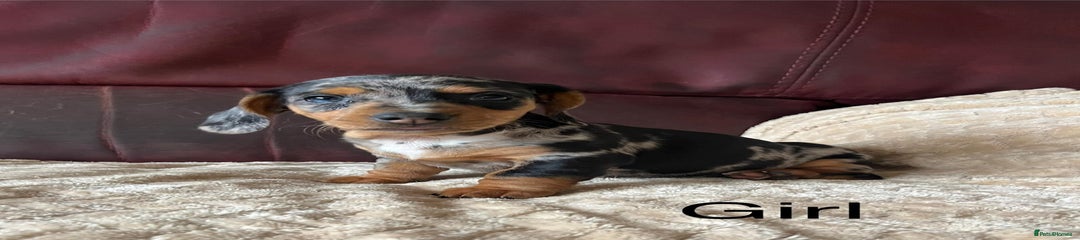 Miniature Dachshund Puppy 8