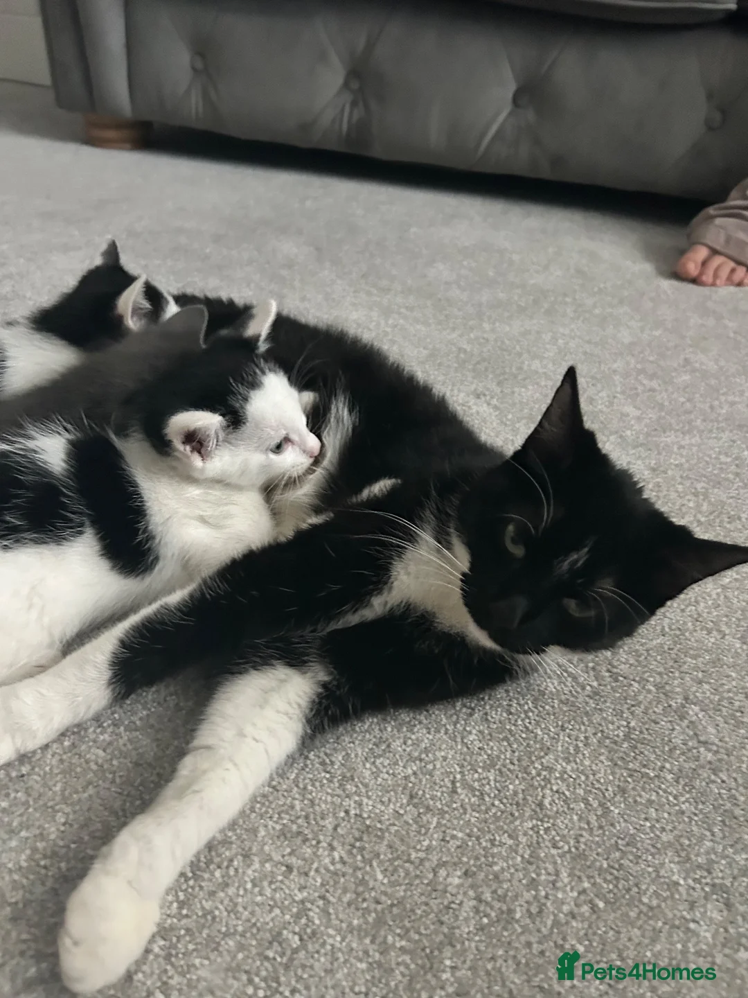 Mixed Breed cats for sale: Kittens for sale in Atherstone - Advert 5