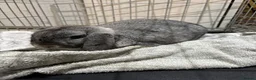 Mini Lop rabbits for sale: 🐰 Beautiful Mini Lop Baby Bunnies –Ready to go 🐰 - Advert 39