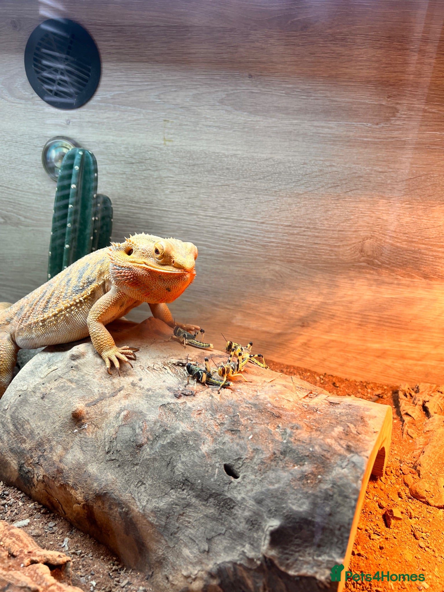 Bearded Dragon reptiles Bearded dragon  - Advert 12
