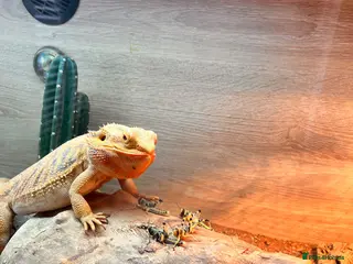 Bearded Dragon reptiles Bearded dragon - Advert 12