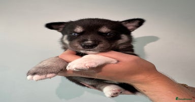 Siberian Husky dogs - Advert 11
